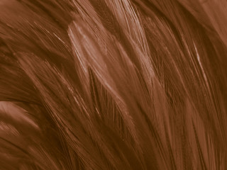 Beautiful abstract white and brown feathers on white background and soft yellow feather texture on white pattern and yellow background, feather background , gold banners