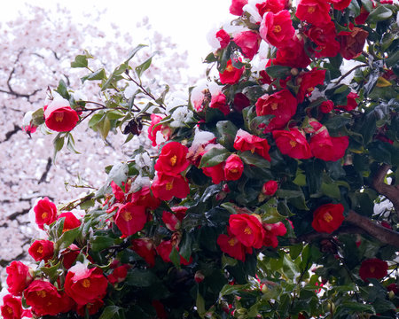 雪椿 の画像 28 629 件の Stock 写真 ベクターおよびビデオ Adobe Stock