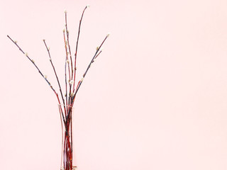 bundle of downy pussy-willow twigs in vase on pink