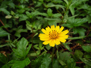 Singapore Daisy