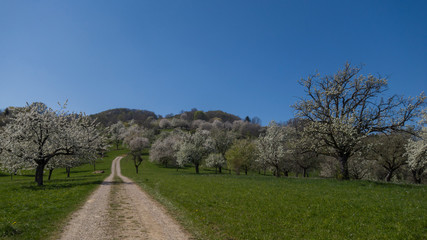 Fr&uuml;hling an der Schw&auml;bischen Alb