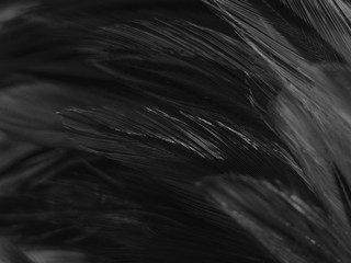 Beautiful abstract white and black feathers on white background and soft white feather texture on white pattern and dark background, gray feather background, black banners