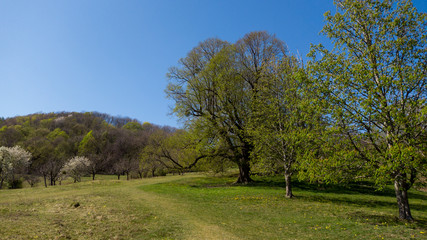 Frühling an der Schwäbischen Alb