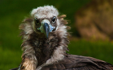 Mönchsgeier (Aegypius monachus)