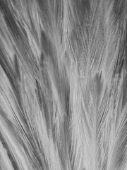 Beautiful abstract colorful white and blue feathers on white background and soft white feather texture on blue pattern and blue background, feather background, blue banners