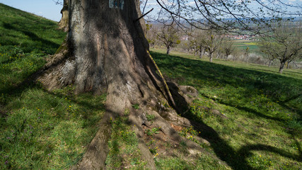 Fr&uuml;hling an der Schw&auml;bischen Alb