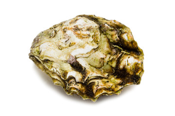 Live freshly caught oyster