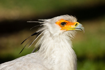 Sekretär (Sagittarius serpentarius)