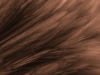 Beautiful abstract white and brown feathers on white background and soft yellow feather texture on white pattern and yellow background, feather background , gold banners