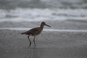 Bird on the beach