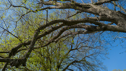 Fototapeta premium Frühling an der Schwäbischen Alb