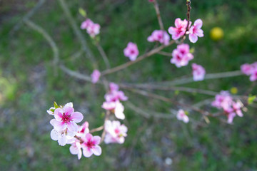 Peach blossom