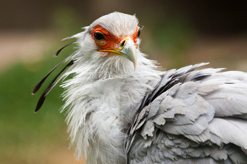 Sekretär (Sagittarius serpentarius)
