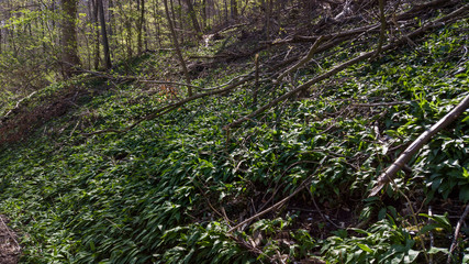 Frühling an der Schwäbischen Alb
