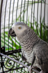Close-up Shot of Grey Parrot in a Cage in Cavite, Philippines