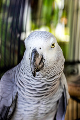 Close-up Shot of Grey Parrot in a Cage in Cavite, Philippines