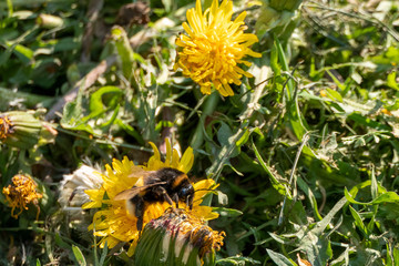 Hummel auf Löwenzahm