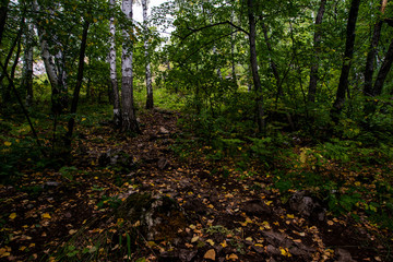 birch green summer forest and a path leading through it somewhere in the distance