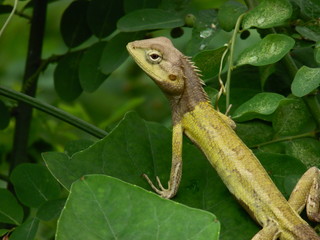 Oriental Garden Lizard