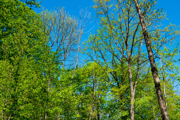 Fototapeta premium Wald im Frühling