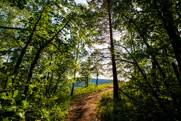birch green summer forest and a path leading through it somewhere in the distance