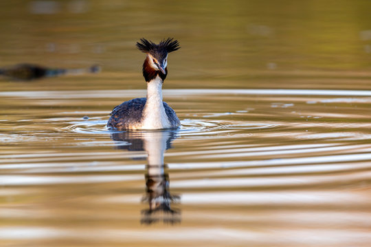 Great crested grebe (Podiceps cristatus) swimming on a lake in early morning light.