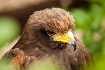 Wüstenbussard (Parabuteo unicinctus) 
