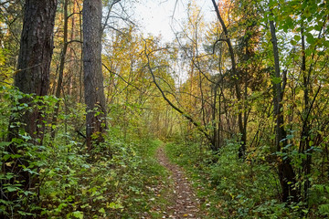 Obraz premium Small old pathway in a forest or park at autumn or summer day