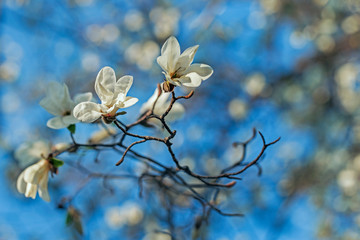 Magnolia kobus, known as mokryeon, kobus magnolia or kobushi magnolia, is a species Magnoliaceae family. Magnolia kobus. Blooming tree with white flowers. Magnolia kobus flowers on blue sky background