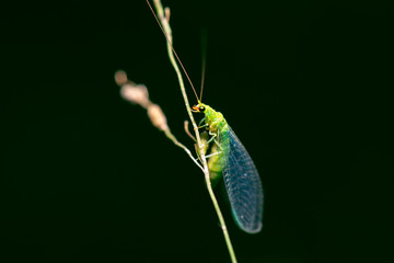 Green Large Lacewing also known as Myiodactylus sp from the family Nymphidae