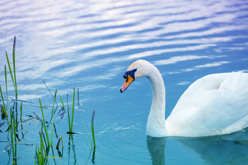 Portrait of swan swimming in the lake