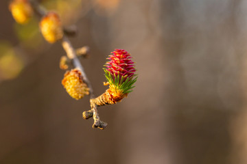Branch of European larch (Larix decidua) in spring with young pine, male and female flowers. flowers of European larch (Larix decidua). Male and female flower of the Larch (Larix decidua).