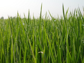 Dewdrops on rice plants