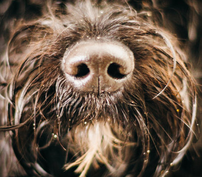 Extreme Close-up Of Wet Dog Nose