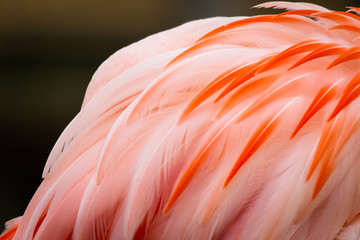 Rosaflamingo (Phoenicopterus roseus)