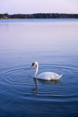 Beautiful white swan swimming on the lake with water ripples, copy space