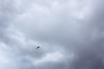 lone bird in the sky