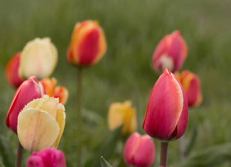 Pink tulips in pastel coral tints at blurry background, closeup. Fresh spring flowers in the garden...