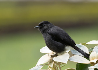Beautiful Pied Bush Chat  male sitting on the leaves in green open beautiful frame.