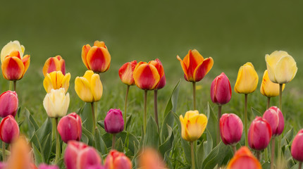 Pink tulips in pastel coral tints at blurry background, closeup. Fresh spring flowers in the garden with soft sunlight for your horizontal floral poster, wallpaper or holidays card.