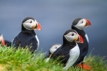 Papageitaucher (Fratercula arctica) auf Island
