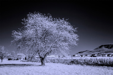 Obstbaum in Infrarot