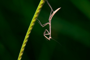 False Garden Mantis also known as Pseudomantis albofimbriata