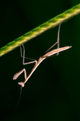 False Garden Mantis also known as Pseudomantis albofimbriata