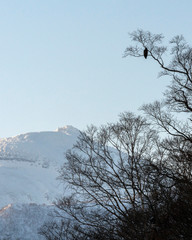 White tailed sea eagle in Rausu, Hokkaido where these magnificient eagles can be observed in close proximity.