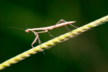 False Garden Mantis also known as Pseudomantis albofimbriata