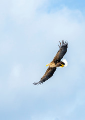 White tailed sea eagle in Rausu, Hokkaido where these magnificient eagles can be observed in close...