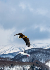 White tailed sea eagle in Japan with Shiretoko Mountains as a backdrop.