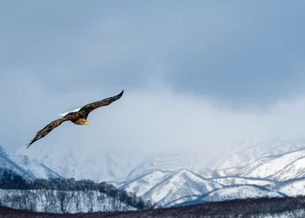 Foto op Canvas White tailed sea eagle in Japan with Shiretoko Mountains as a backdrop. © Janos