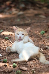  Pets that gives human mind to have some relaxation.